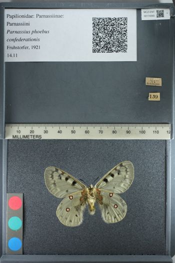 Media type: image;   Entomology 174365